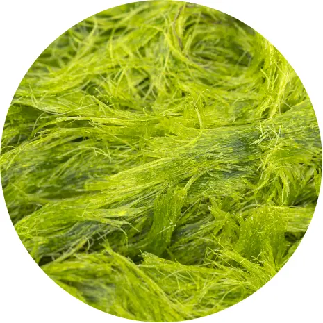 seaweed-fiber